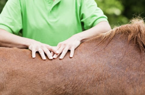 physiothérapie mollette cheval